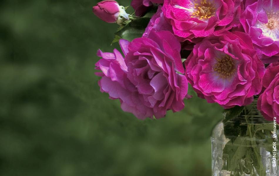 ©SUNFLOR - Primavera